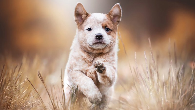 Akita Theme Preview Image