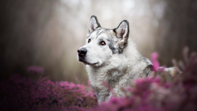 Alaskan Malamute Theme Preview Image