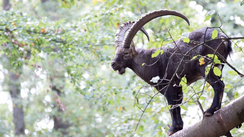 Alpine Ibex Theme Preview Image