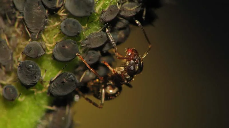 Ant Theme Preview Image