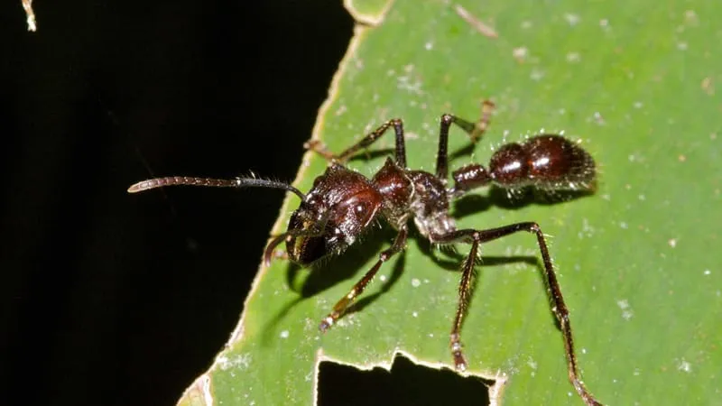 Ant Theme Preview Image