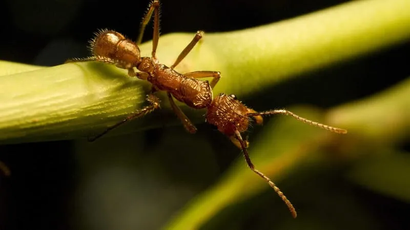 Ant Theme Preview Image