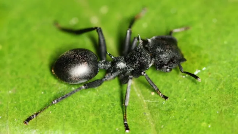 Ant Theme Preview Image