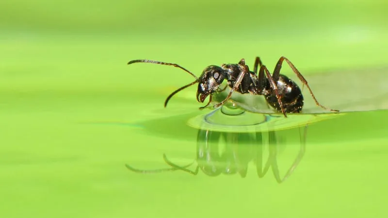 Ant Theme Preview Image