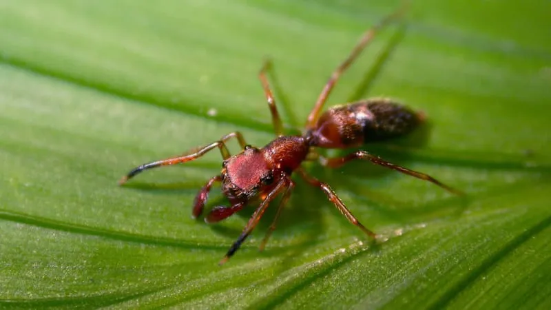 Ant Theme Preview Image