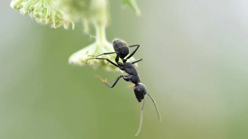 Ant Theme Preview Image