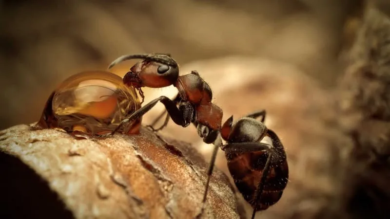 Ant Theme Preview Image