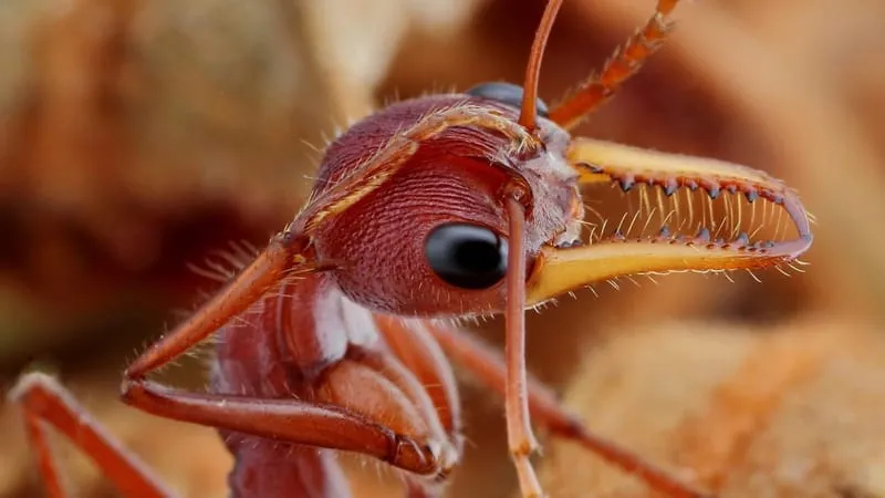 Ant Theme Preview Image