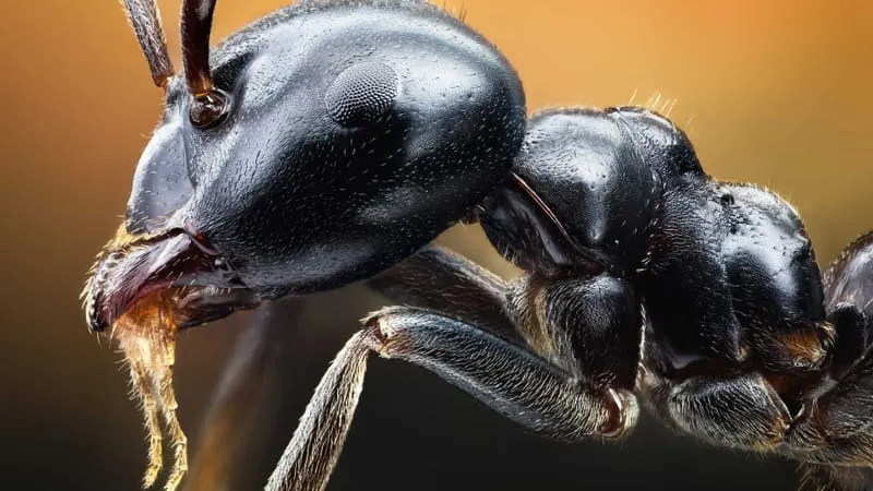 Ant Theme Preview Image