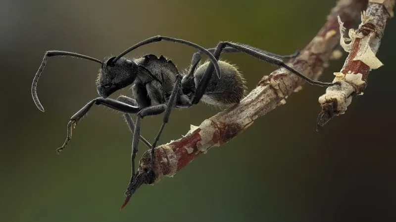 Ant Theme Preview Image