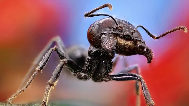 Ant Theme Preview Image