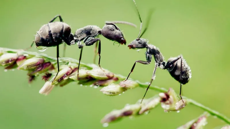 Ant Theme Preview Image