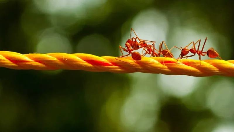Ant Theme Preview Image