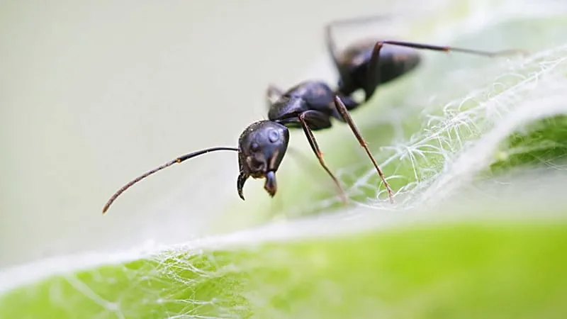 Ant Theme Preview Image