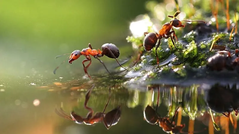 Ant Theme Preview Image