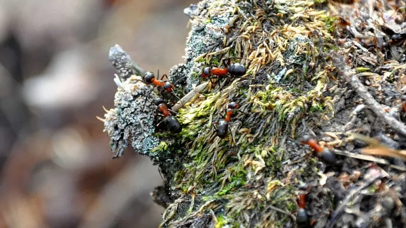Ant Theme Preview Image