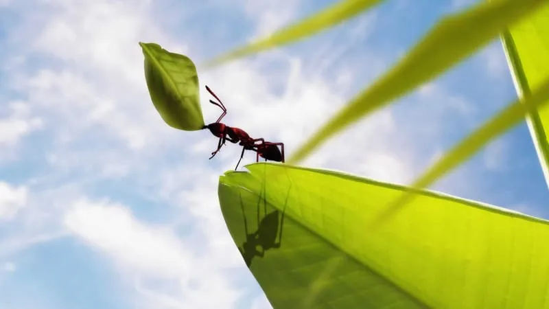Ant Theme Preview Image