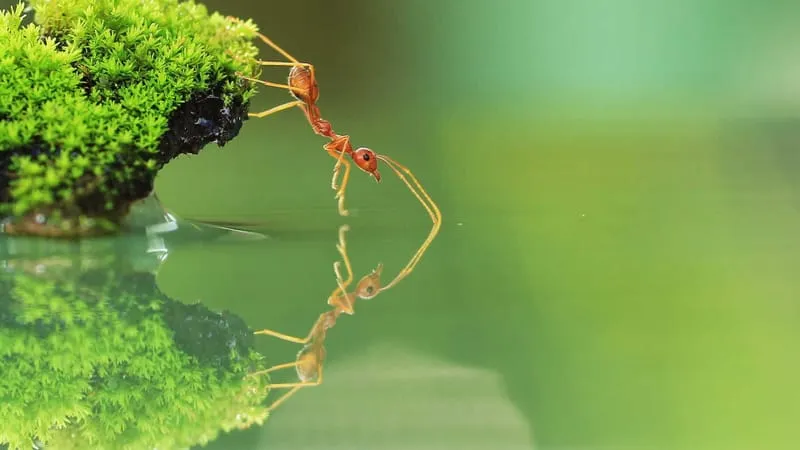 Ant Theme Preview Image