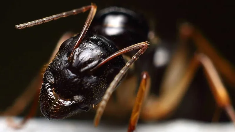 Ant Theme Preview Image