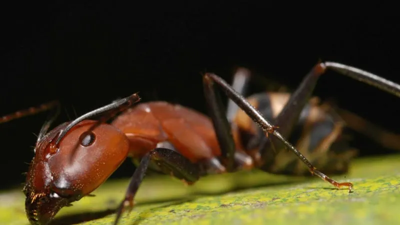 Ant Theme Preview Image