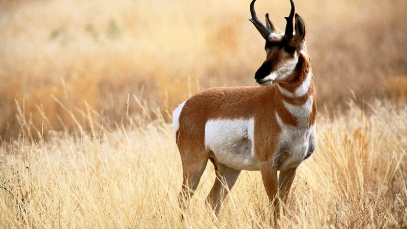 Antelope Theme Preview Image