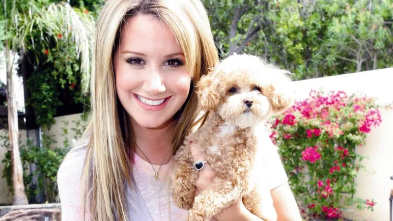 Ashley Tisdale Theme Preview Image