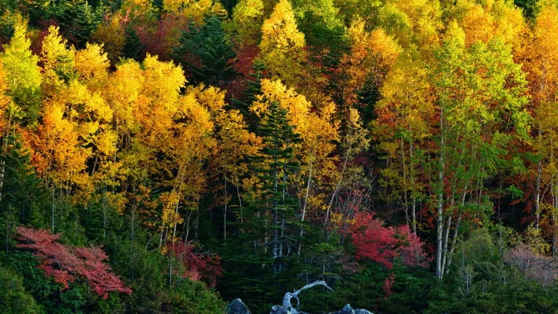 Autumn Theme Preview Image