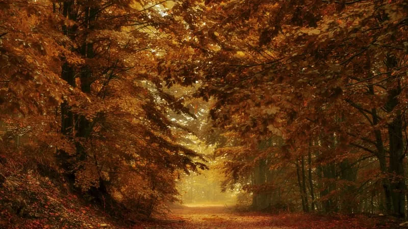 Autumn Theme Preview Image