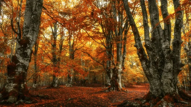 Autumn Theme Preview Image