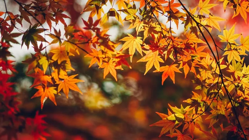 Autumn Theme Preview Image