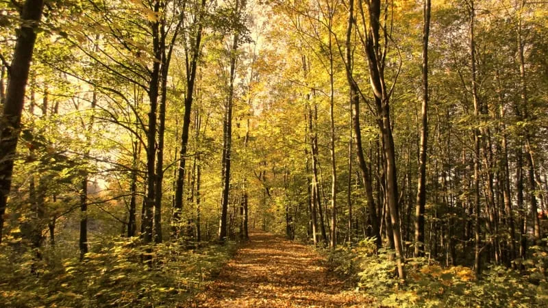 Autumn Theme Preview Image