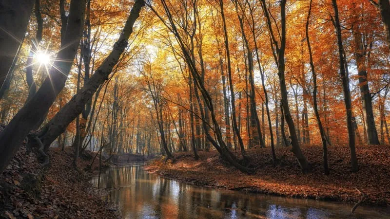 Autumn Theme Preview Image