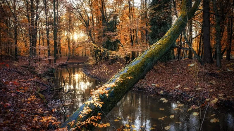 Autumn Theme Preview Image