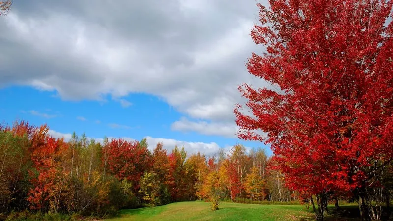 Autumn Theme Preview Image