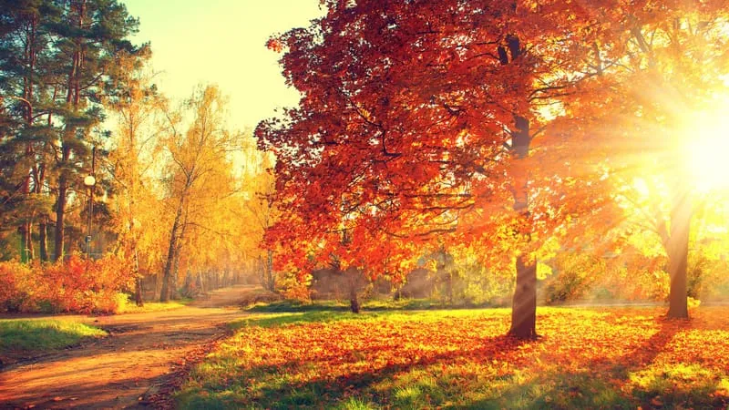 Autumn Theme Preview Image