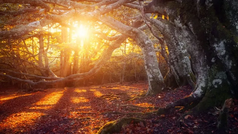 Autumn Theme Preview Image