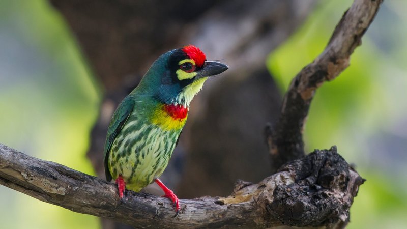 Barbet Theme Preview Image