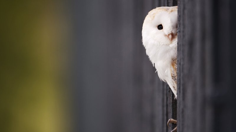 Barn Owl Theme Preview Image