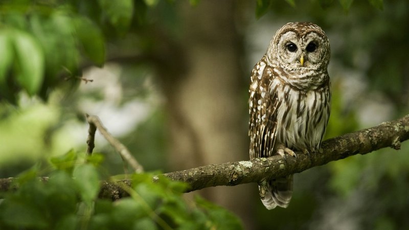 Barred Owl Theme Preview Image