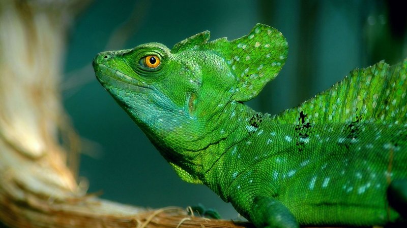 Basilisk Lizard Theme Preview Image