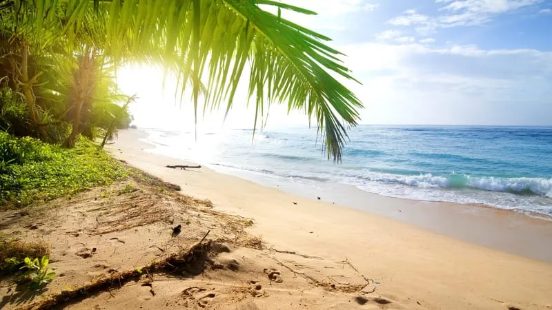 Beach Theme Preview Image