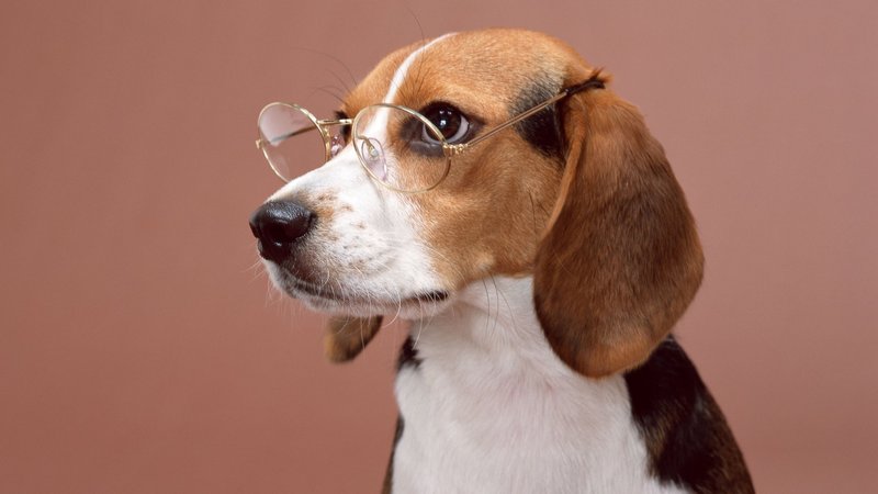 Beagle Theme Preview Image