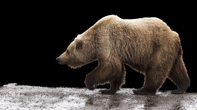 Bear Theme Preview Image