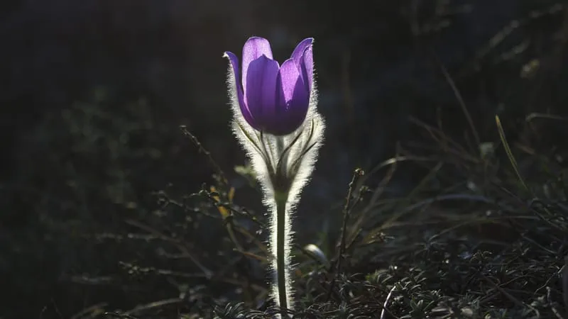 Beautiful Nature Theme Preview Image