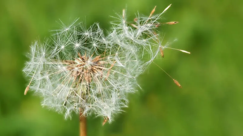Beautiful Nature Theme Preview Image