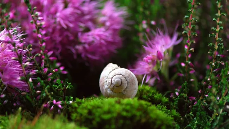 Beautiful Nature Theme Preview Image