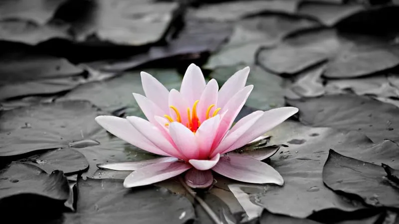 Beautiful Nature Theme Preview Image