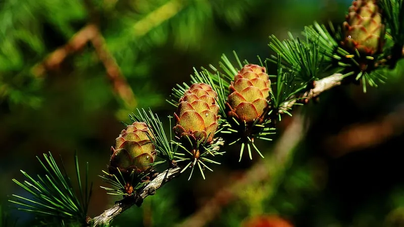 Beautiful Nature Theme Preview Image