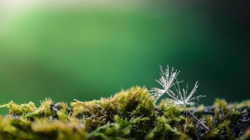 Beautiful Nature Theme Preview Image