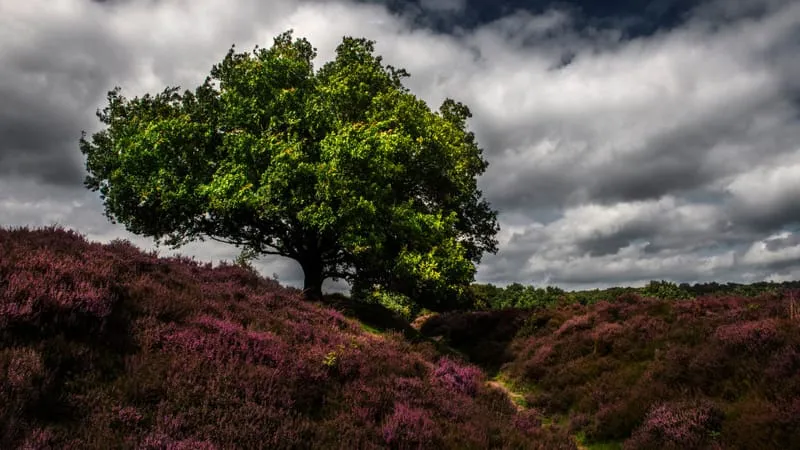 Beautiful Trees Theme Preview Image